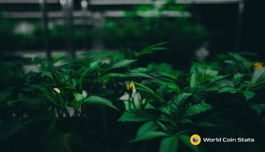 Pot Stocks to Invest In September 2019: They are About to Get Red Hot
