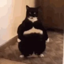 Fat Cat (fcat)