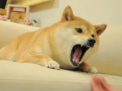 Angry Doge (anfd)