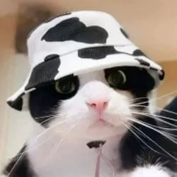 MooCat (moocat)