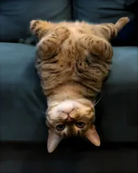 upsidedowncat (usdcat)