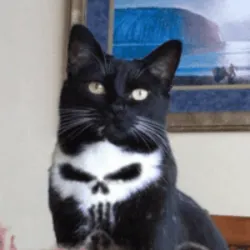 Skull Cat ($skullcat)