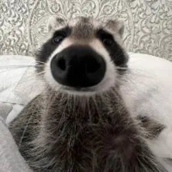 Louie the Raccoon ($louie)