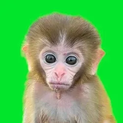 Baby Monkey (bonkey)