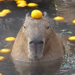 capybara (capy)