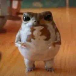 No1 tiktok frog (Omochi) (omochi)