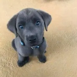 blue eyed dog (blue)